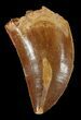 Serrated, Juvenile Carcharodontosaurus Tooth #52883-1